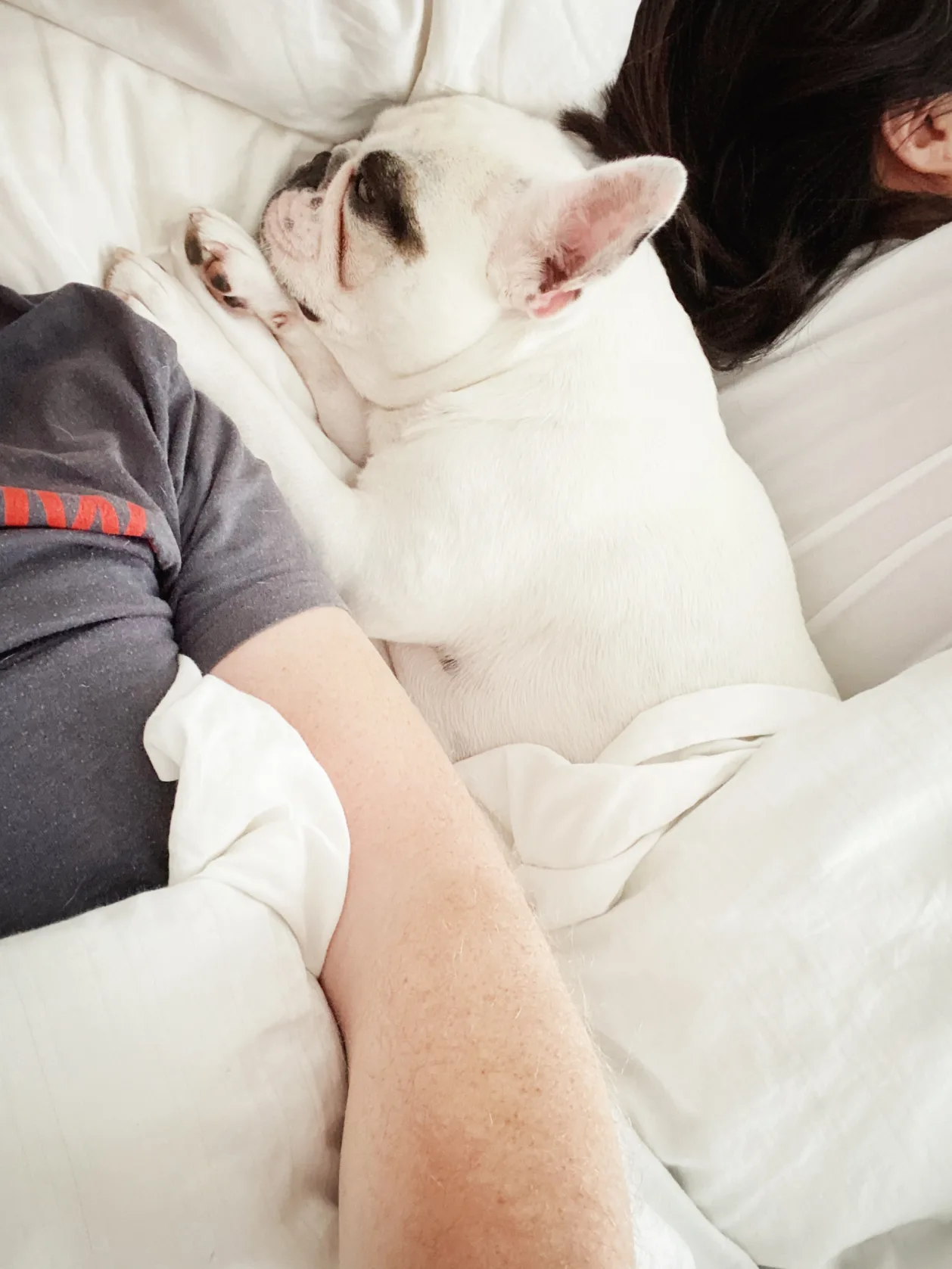 Couple lying on bed with dog at home